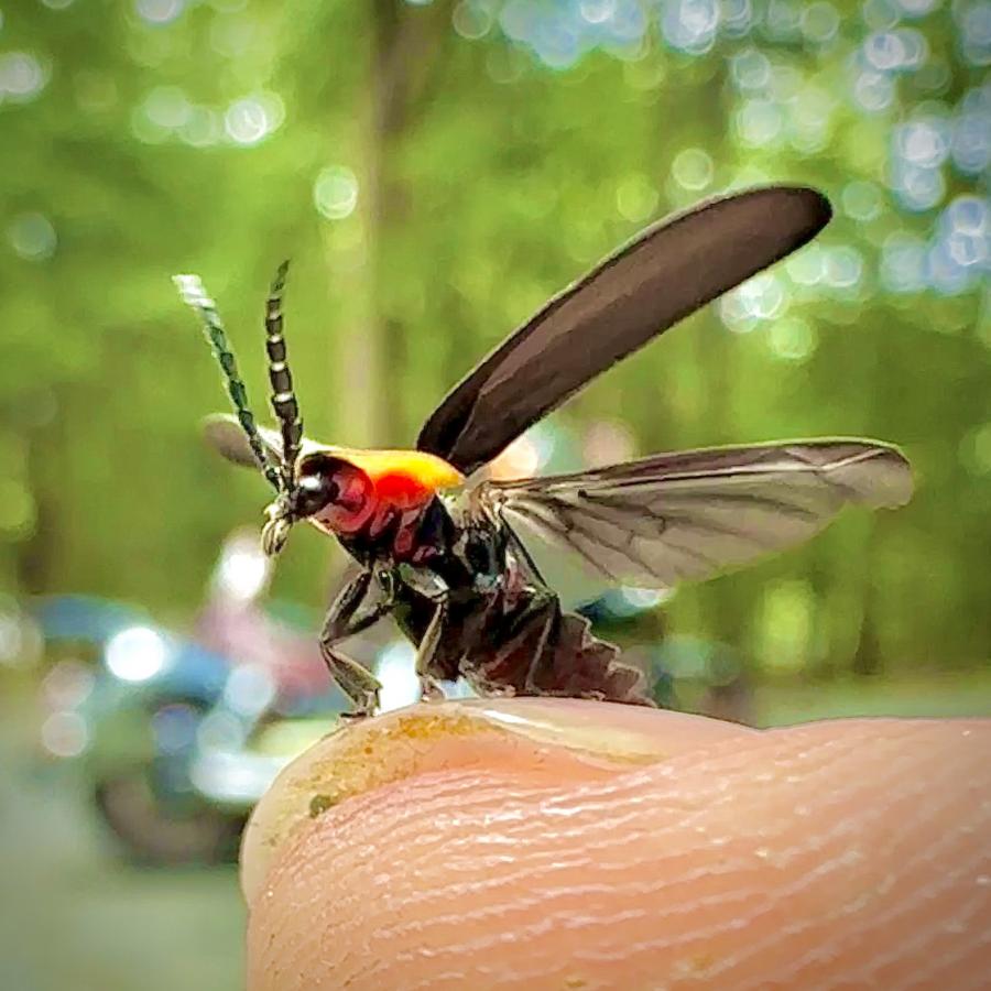 Click image for larger version

Name:	IMG_9425.jpeg
Views:	92
Size:	81.2 KB
ID:	29008