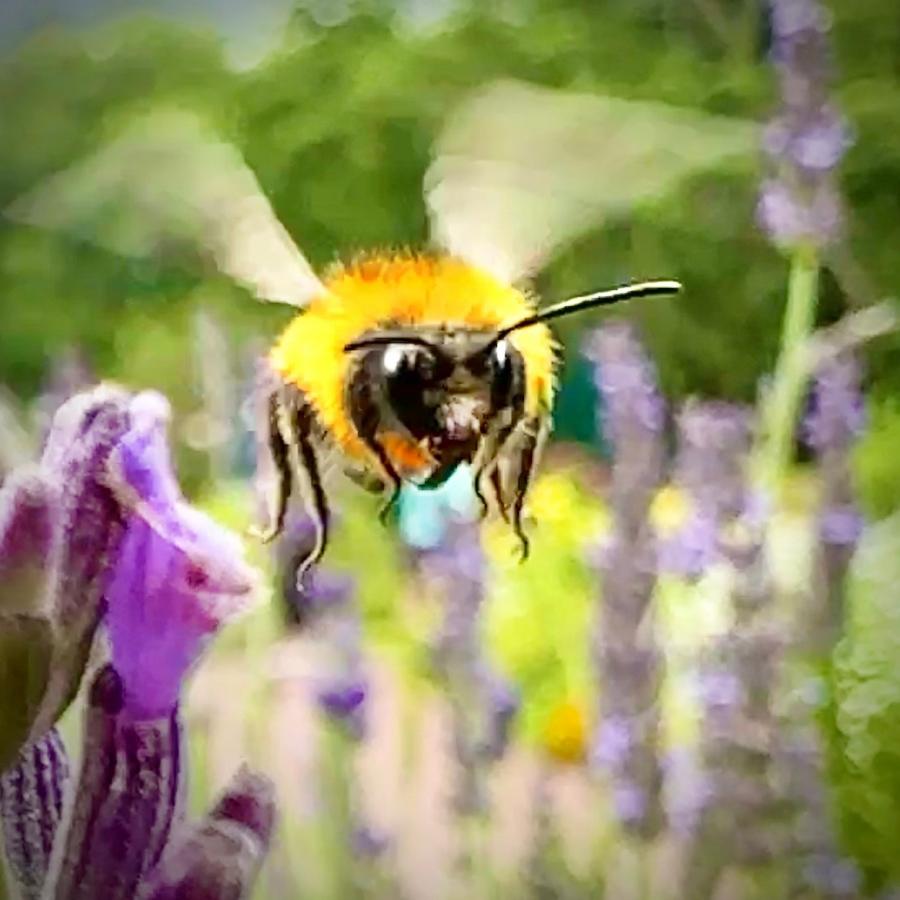 Click image for larger version

Name:	FullSizeRender.jpeg
Views:	78
Size:	71.8 KB
ID:	29314