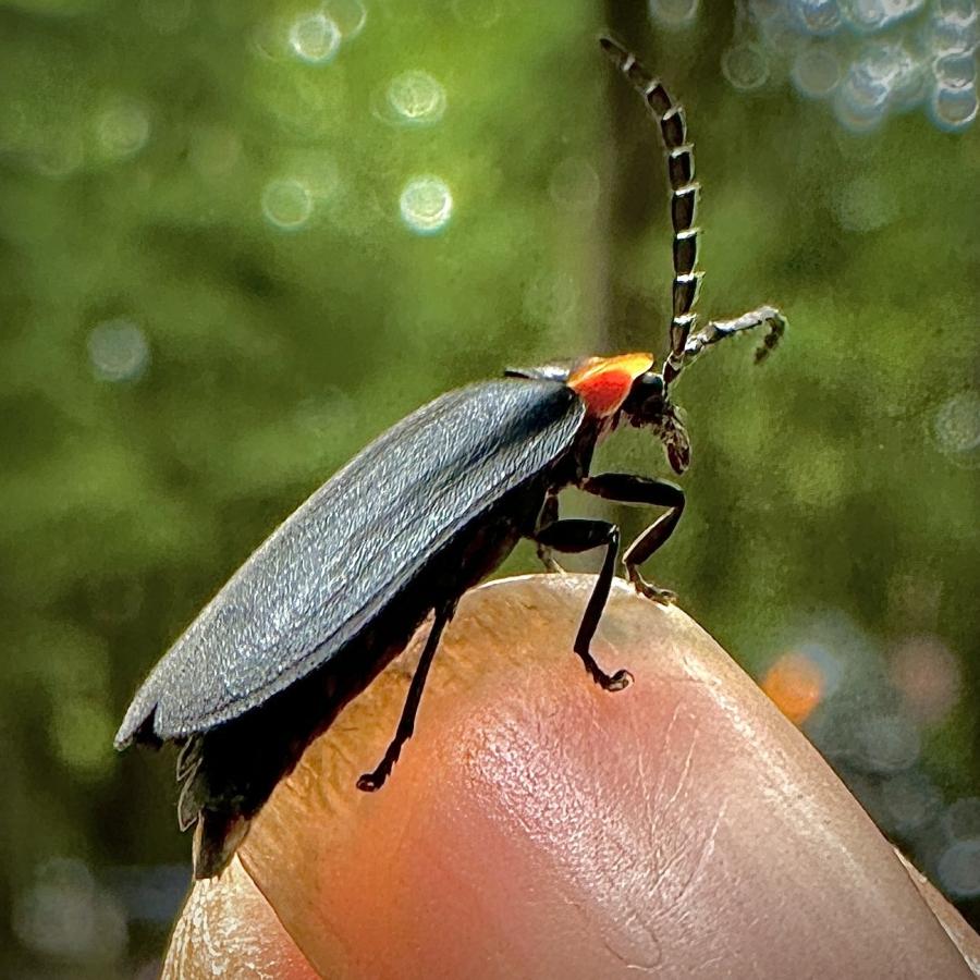 Click image for larger version

Name:	IMG_9420.jpeg
Views:	98
Size:	109.7 KB
ID:	29009