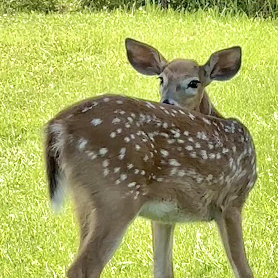 Click image for larger version

Name:	IMG_0204.jpeg
Views:	81
Size:	135.7 KB
ID:	29327