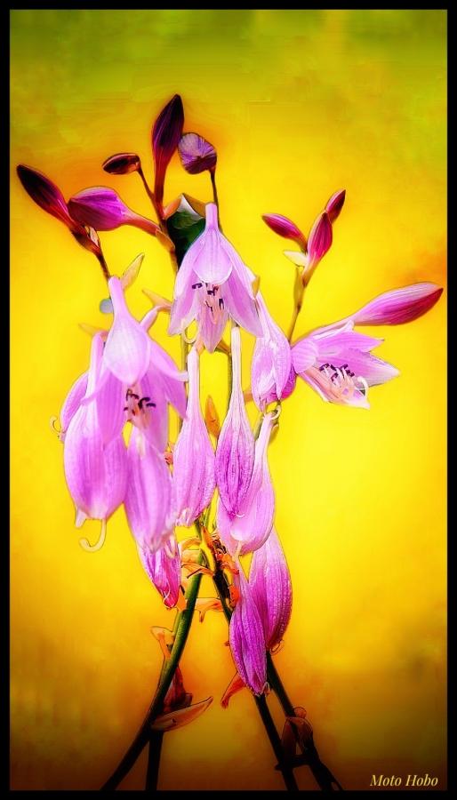 Click image for larger version

Name:	Snapseed.jpeg
Views:	84
Size:	55.6 KB
ID:	29332