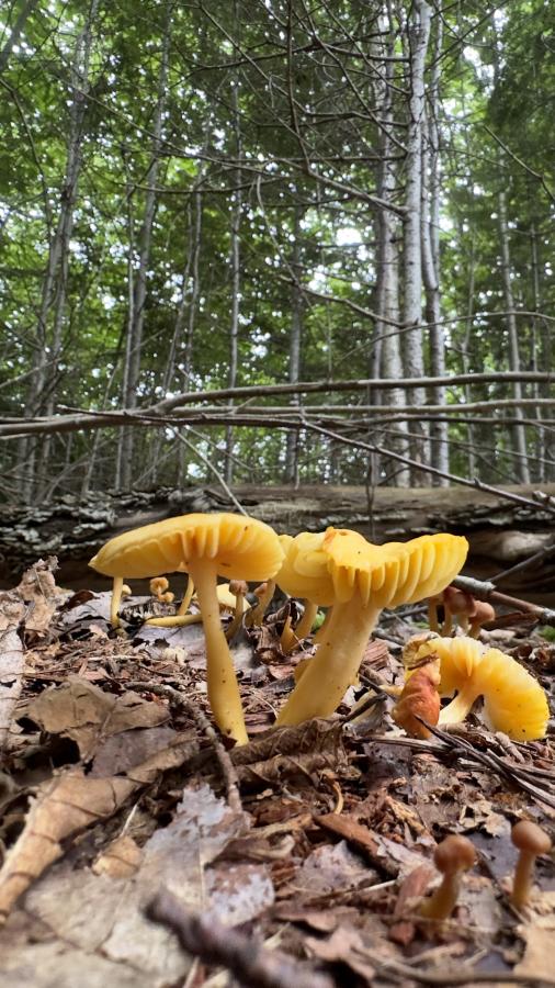 Click image for larger version

Name:	IMG_0345.jpeg
Views:	84
Size:	113.2 KB
ID:	29333