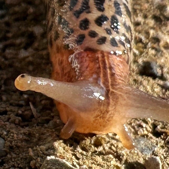 Click image for larger version

Name:	IMG_1046.jpeg
Views:	75
Size:	123.6 KB
ID:	29355