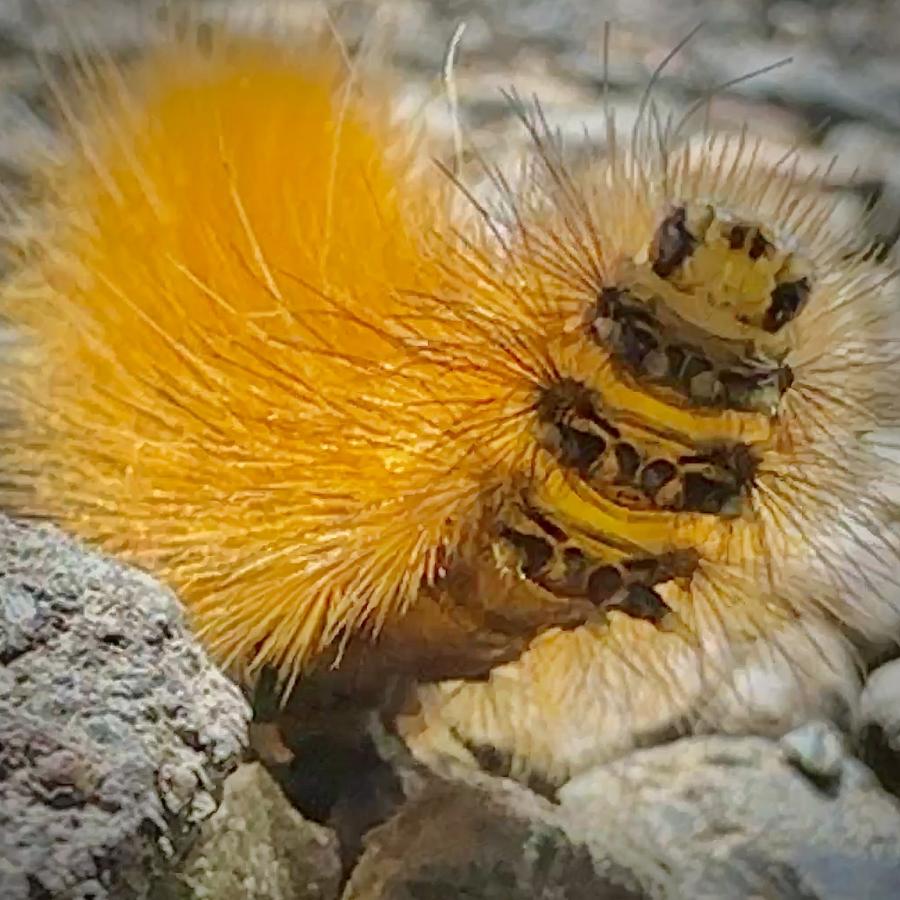 Click image for larger version

Name:	IMG_1095.jpeg
Views:	77
Size:	105.2 KB
ID:	29362