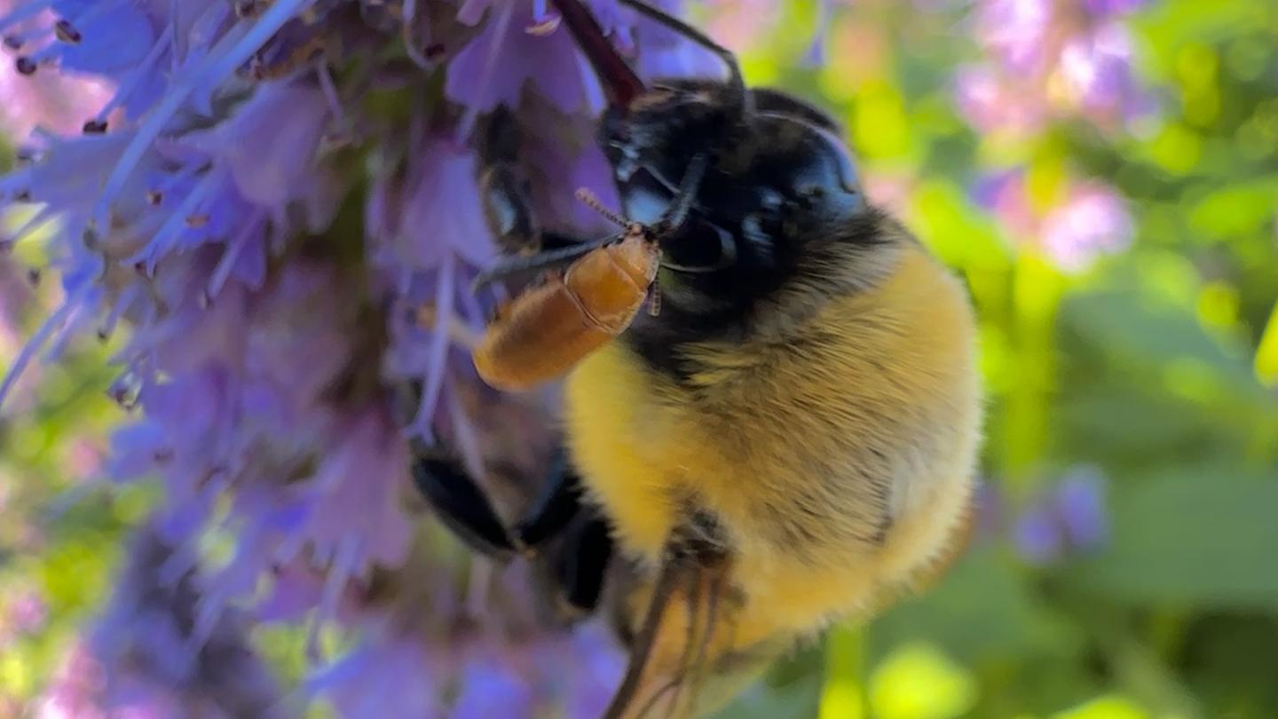 Click image for larger version

Name:	image_7257.jpg
Views:	61
Size:	87.8 KB
ID:	29627