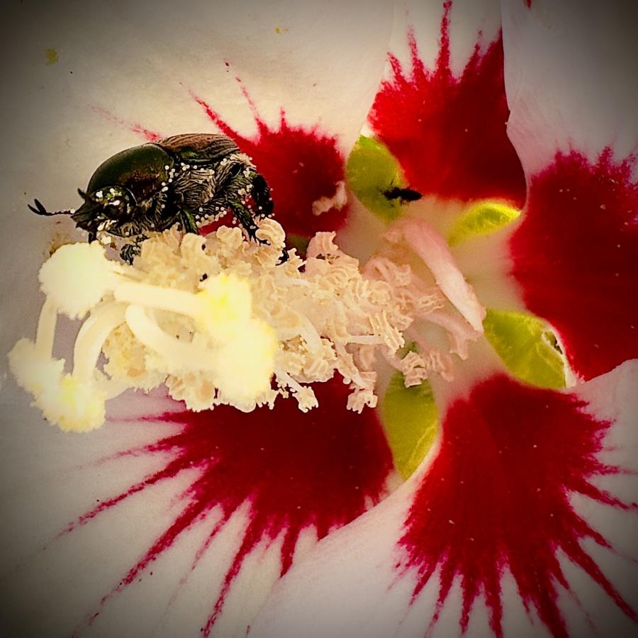 Click image for larger version

Name:	IMG_2475.jpeg
Views:	101
Size:	87.8 KB
ID:	29634