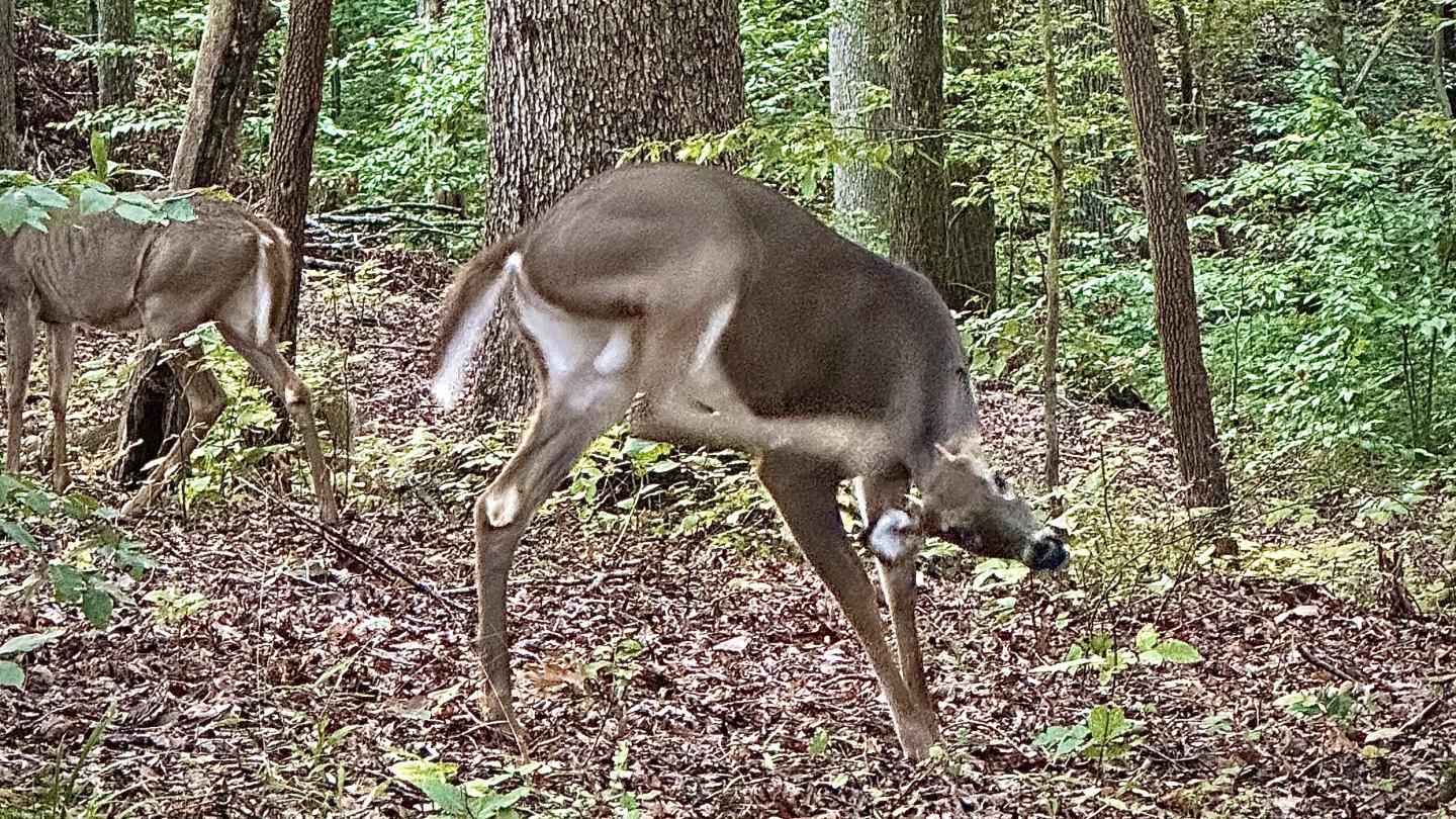 Click image for larger version

Name:	IMG_3984.jpeg
Views:	73
Size:	468.3 KB
ID:	30064