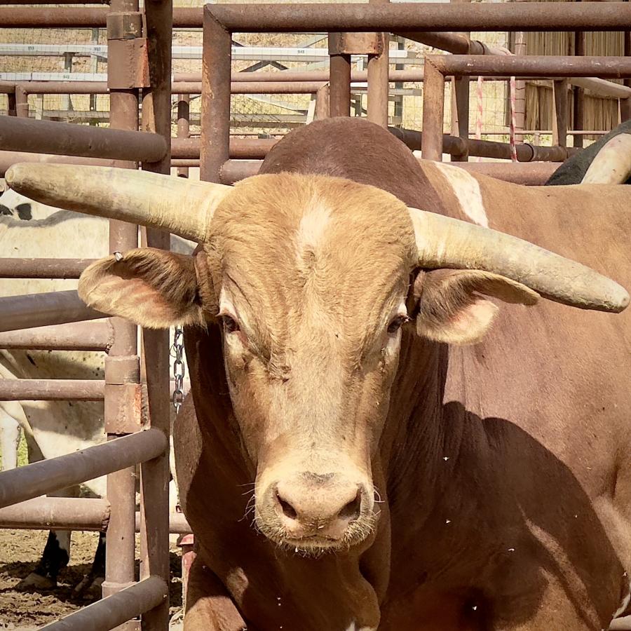 Click image for larger version

Name:	IMG_5216.jpeg
Views:	59
Size:	153.9 KB
ID:	30109