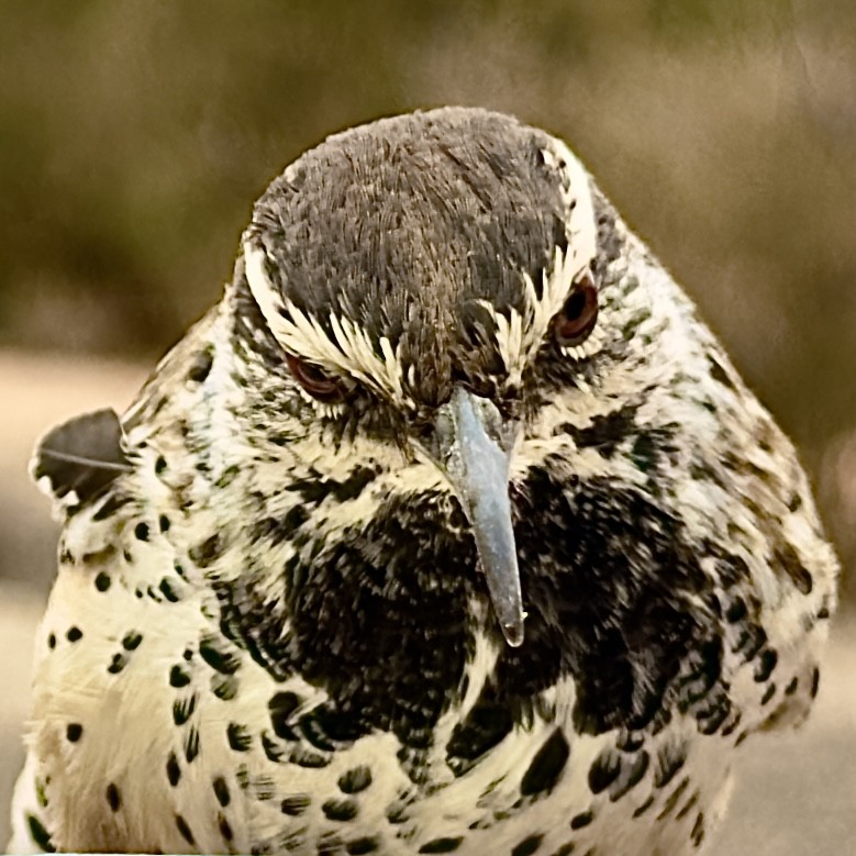 Click image for larger version

Name:	IMG_7302.jpeg
Views:	55
Size:	151.7 KB
ID:	30147