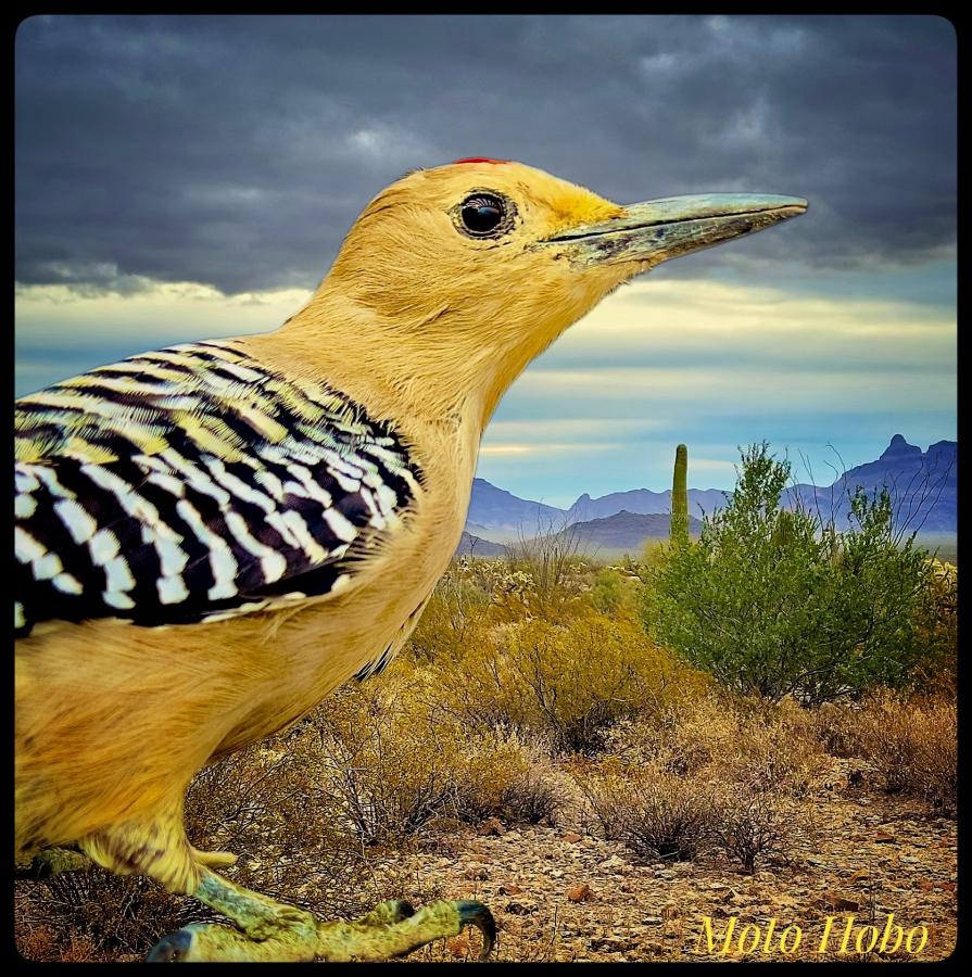 Click image for larger version

Name:	IMG_7336.jpeg
Views:	58
Size:	181.9 KB
ID:	30150