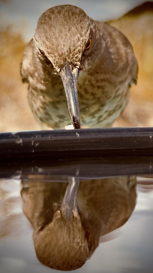 Click image for larger version

Name:	IMG_7660.jpeg
Views:	52
Size:	48.4 KB
ID:	30155