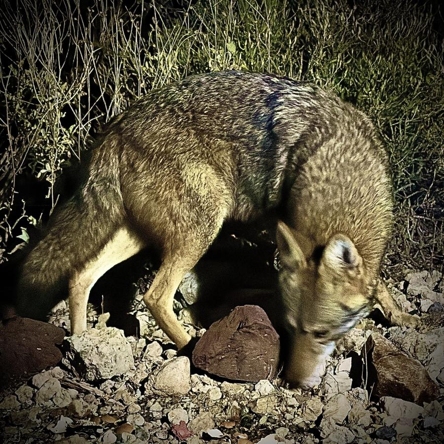 Click image for larger version

Name:	IMG_7357.jpeg
Views:	83
Size:	280.6 KB
ID:	30163