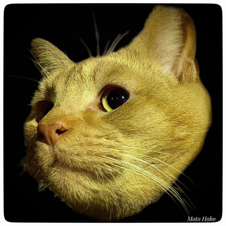 Click image for larger version

Name:	IMG_8172.jpeg
Views:	93
Size:	120.8 KB
ID:	30165