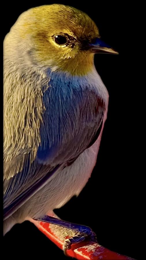 Click image for larger version

Name:	IMG_8730.jpeg
Views:	76
Size:	58.3 KB
ID:	30564