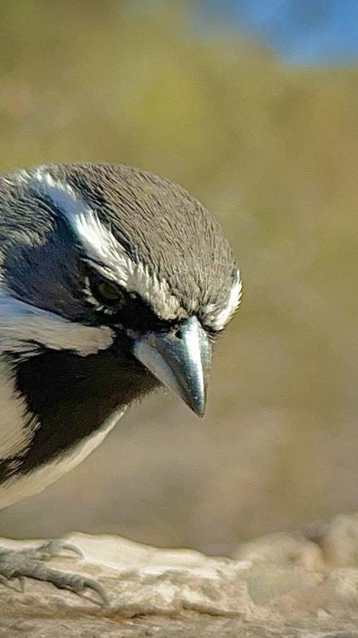 Click image for larger version

Name:	IMG_6133.jpeg
Views:	68
Size:	54.7 KB
ID:	30565