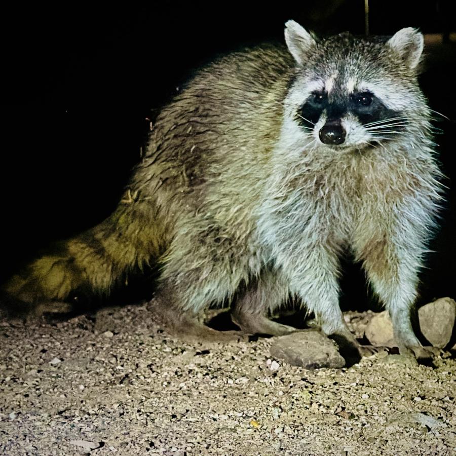 Click image for larger version

Name:	IMG_3557.jpeg
Views:	74
Size:	153.2 KB
ID:	30571