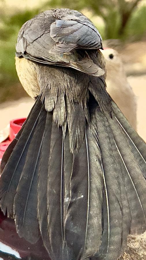 Click image for larger version

Name:	IMG_2966.jpeg
Views:	68
Size:	100.6 KB
ID:	30572