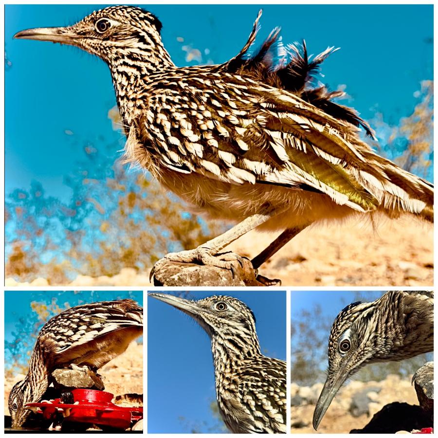 Click image for larger version  Name:	B7E9CBAB-4D6E-4A65-A36A-2359B04FBCC2.jpeg Views:	0 Size:	173.7 KB ID:	30579