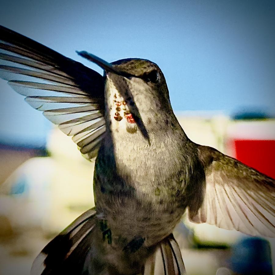 Click image for larger version

Name:	IMG_4458.jpeg
Views:	72
Size:	92.7 KB
ID:	30584