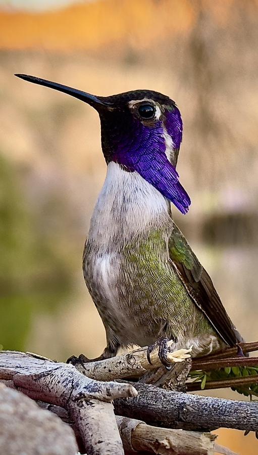 Click image for larger version

Name:	IMG_3259.jpeg
Views:	36
Size:	80.9 KB
ID:	30790