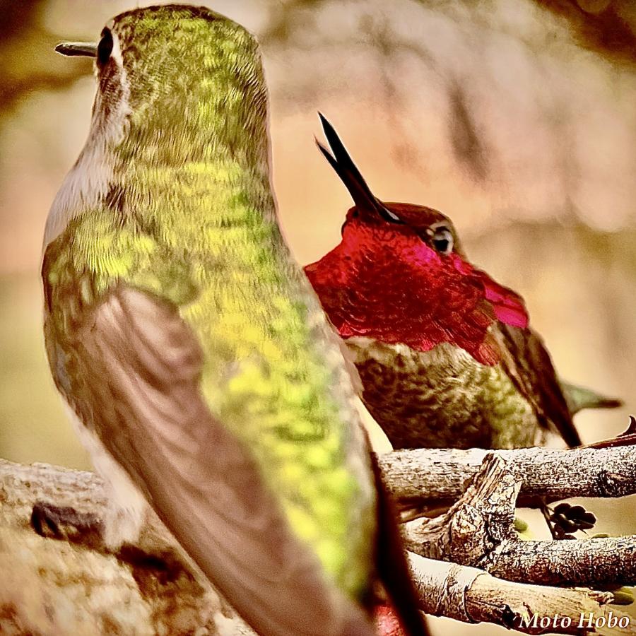 Click image for larger version

Name:	IMG_3936.jpeg
Views:	36
Size:	147.3 KB
ID:	30791