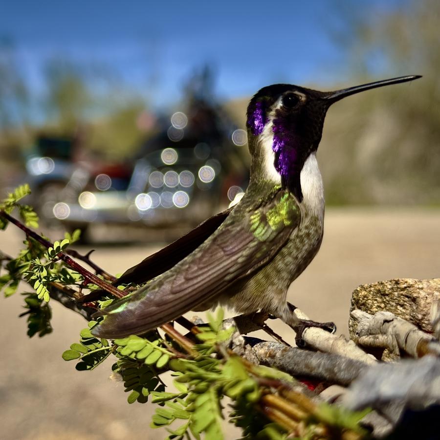 Click image for larger version

Name:	IMG_3220.jpeg
Views:	36
Size:	97.8 KB
ID:	30792