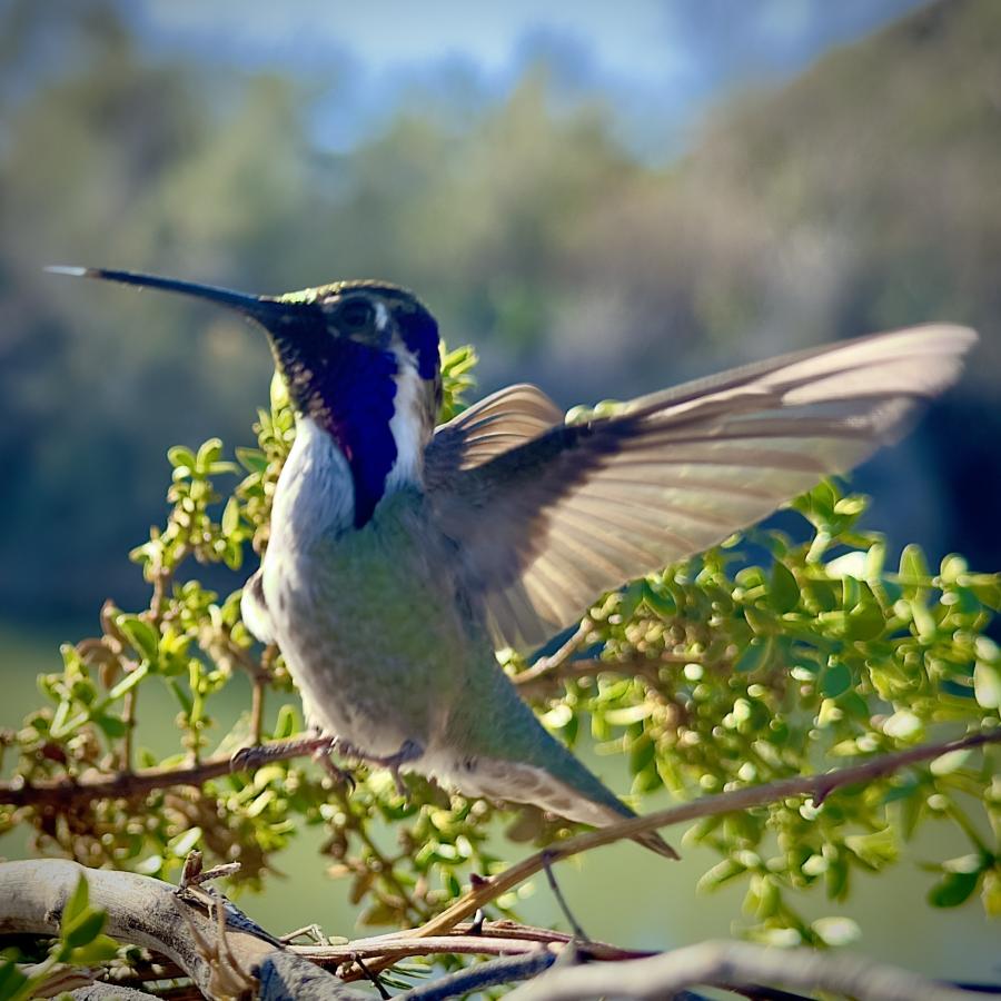 Click image for larger version

Name:	IMG_4119.jpeg
Views:	35
Size:	94.7 KB
ID:	30793