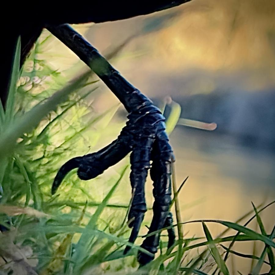 Click image for larger version

Name:	IMG_9129.jpeg
Views:	38
Size:	85.0 KB
ID:	30796