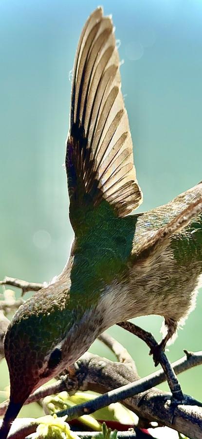 Click image for larger version

Name:	IMG_9906.jpeg
Views:	47
Size:	62.2 KB
ID:	30799