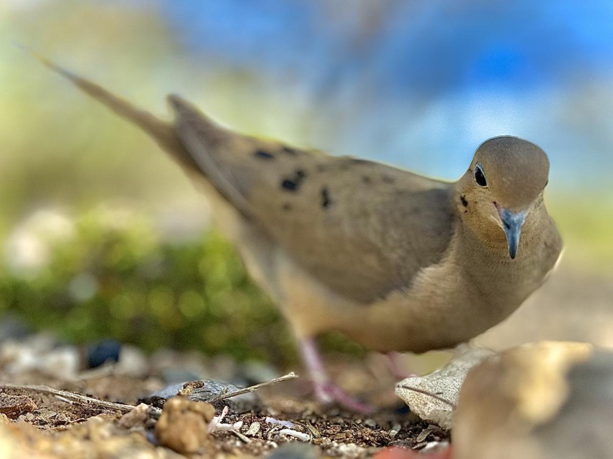 Click image for larger version

Name:	IMG_0606.jpeg
Views:	38
Size:	88.7 KB
ID:	30808