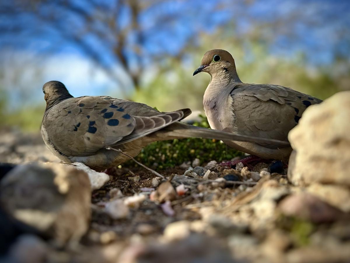 Click image for larger version

Name:	IMG_0621.jpeg
Views:	35
Size:	96.6 KB
ID:	30810