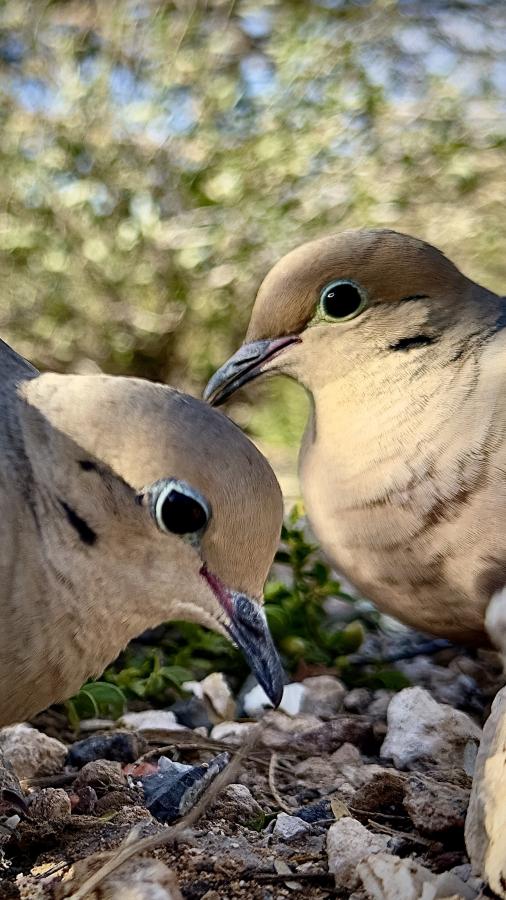 Click image for larger version

Name:	IMG_0805.jpeg
Views:	36
Size:	85.5 KB
ID:	30811