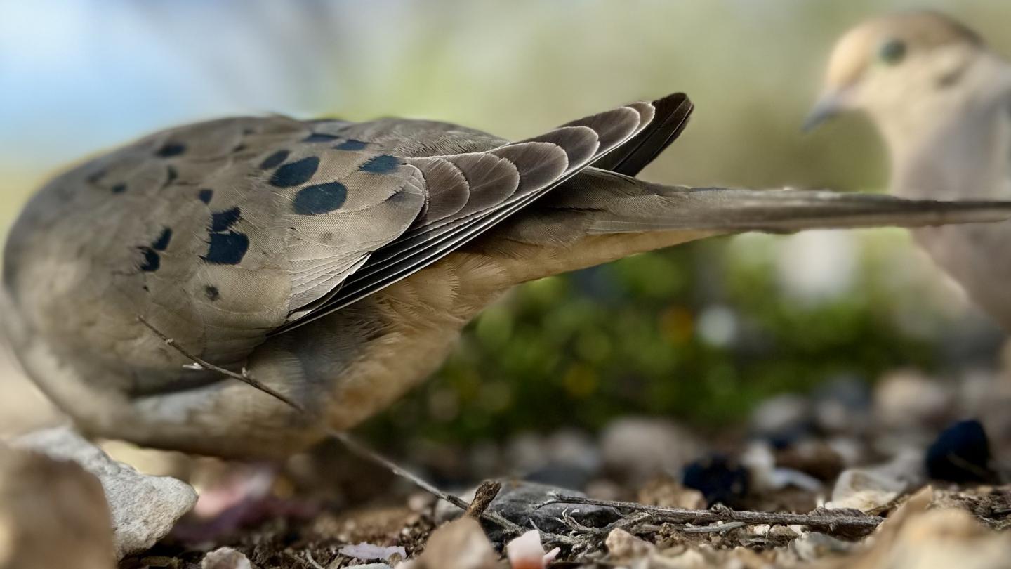 Click image for larger version

Name:	IMG_0617.jpeg
Views:	37
Size:	102.9 KB
ID:	30815