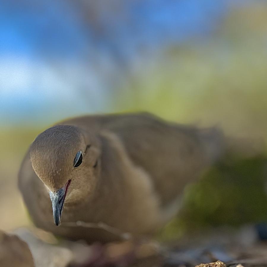 Click image for larger version

Name:	IMG_0608.jpeg
Views:	38
Size:	40.9 KB
ID:	30814