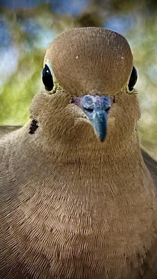 Click image for larger version

Name:	IMG_0597.jpeg
Views:	37
Size:	84.1 KB
ID:	30816