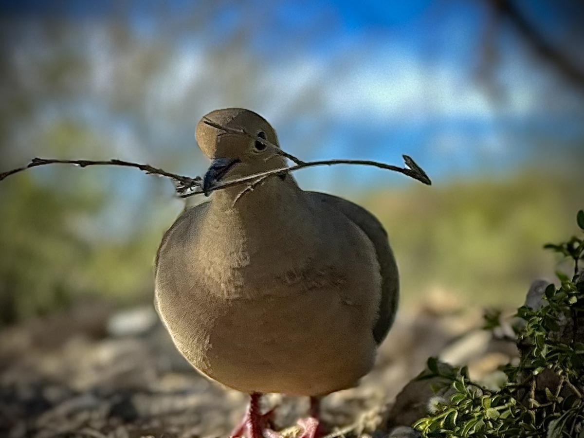 Click image for larger version

Name:	IMG_0594.jpeg
Views:	37
Size:	95.2 KB
ID:	30817