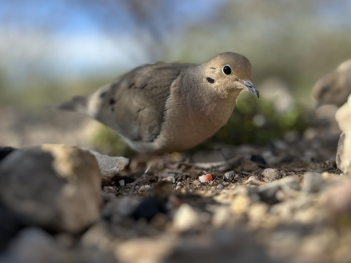 Click image for larger version

Name:	IMG_0596.jpeg
Views:	36
Size:	68.3 KB
ID:	30818