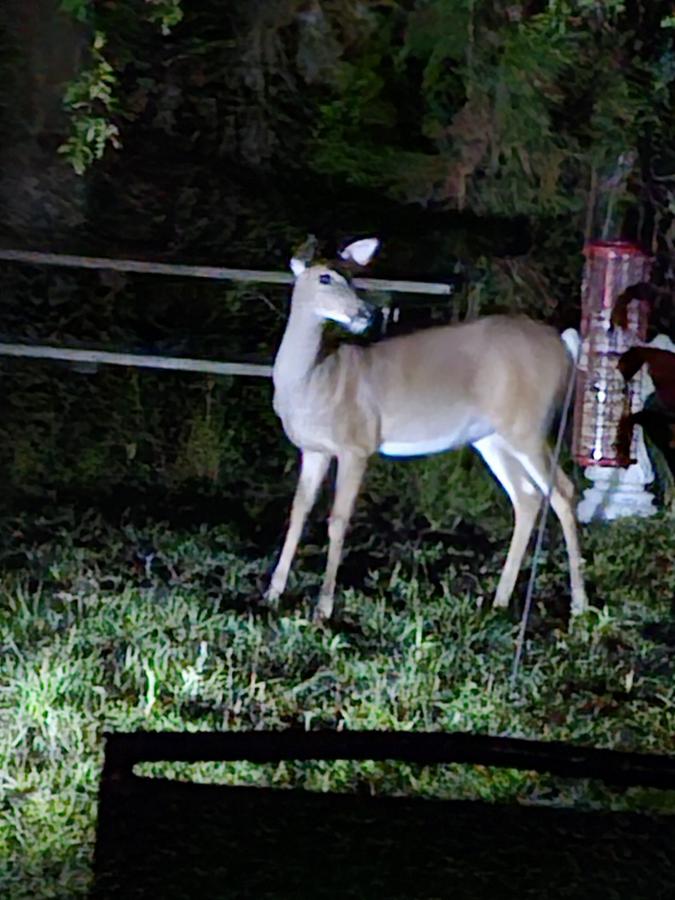 Click image for larger version

Name:	20240418_204833.jpg
Views:	65
Size:	85.8 KB
ID:	30997